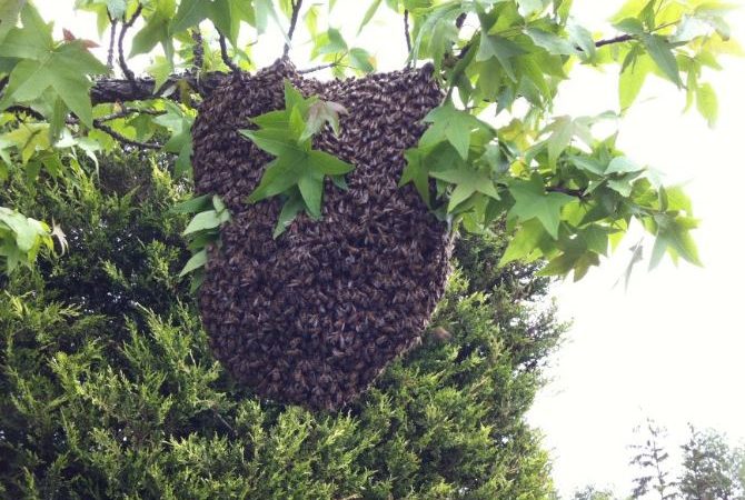 Apiculteur Miribel  – récupération essaim abeilles Miribel 01