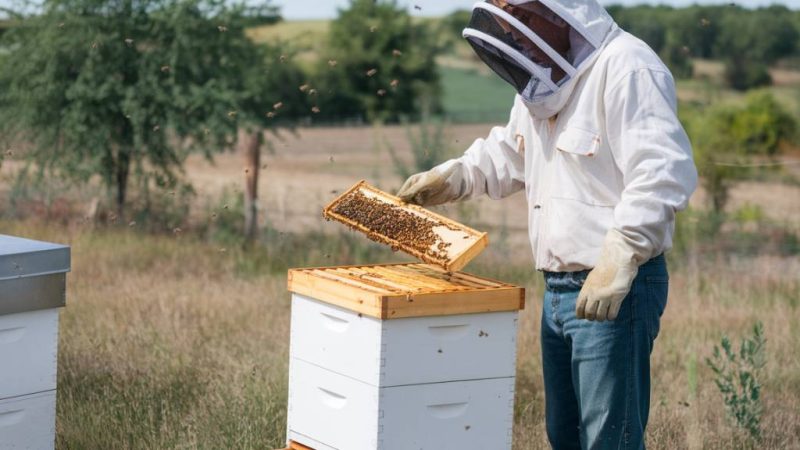 Apiculteur Francheville : pourquoi faire appel à un spécialiste pour un essaim dans votre cour ?