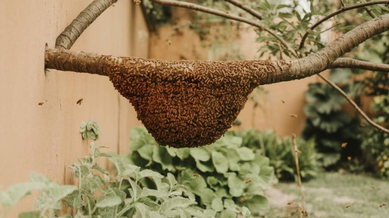 Apiculteur Brignais : que faire si un essaim d’abeilles s’installe chez vous ?