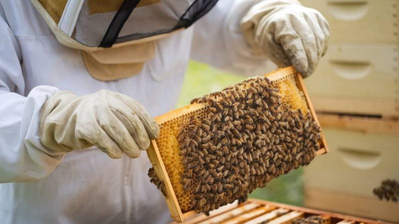 Apiculteur Caluire et Cuire : protéger la biodiversité grâce à la récupération d’essaims d’abeilles