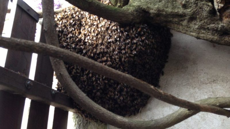 Apiculteur Lyon : récupération gratuite d’un essaim d’abeilles dans votre jardin ou entreprise