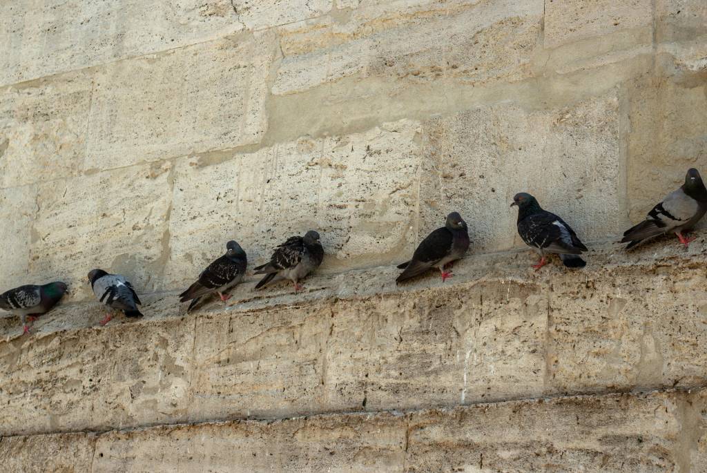 Combien coûte un depigeonnage à lyon